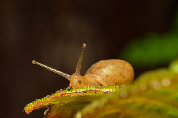 gastropod