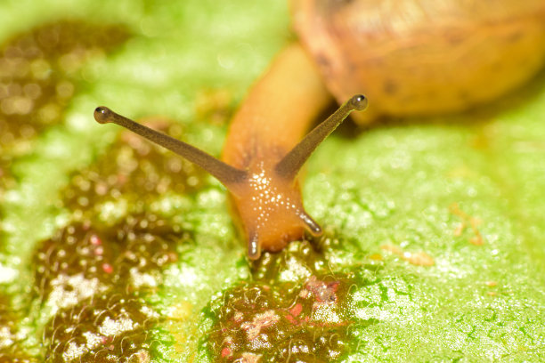 gastropod