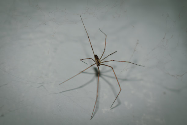 arachnid
