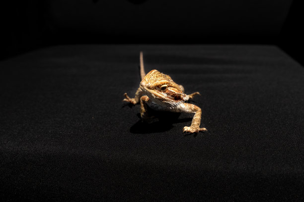 pogona