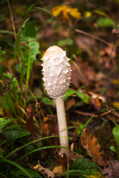 coprinus