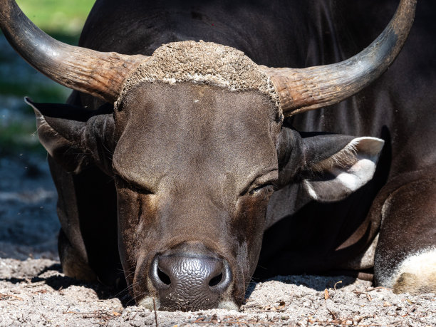 ox