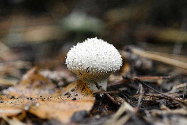 agaric