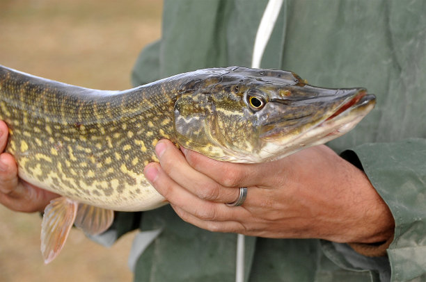 pike