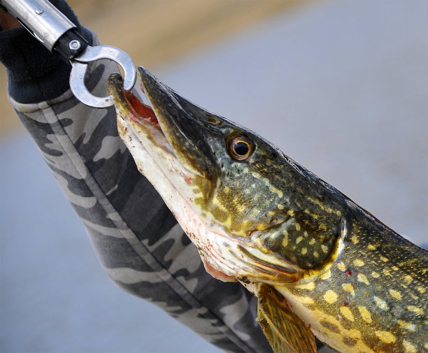 pike