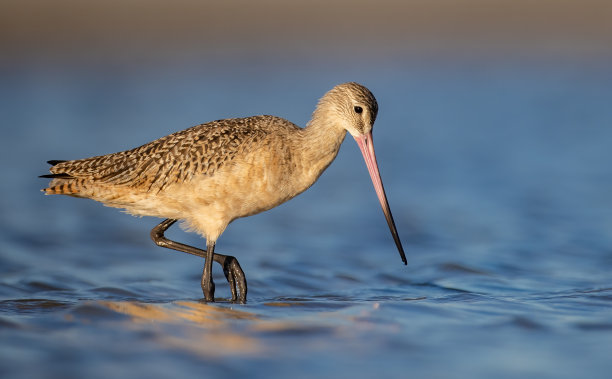 limosa
