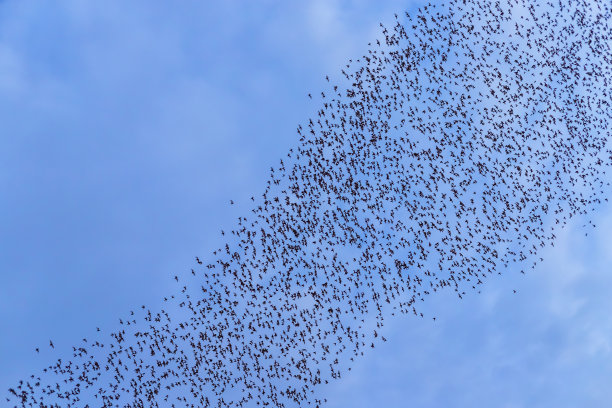 colony