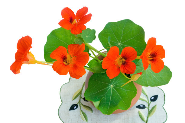 nasturtium
