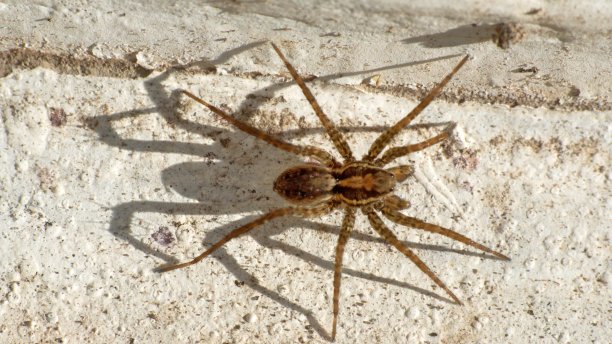 arachnid