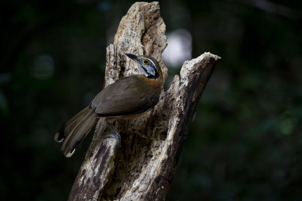 laughingthrush
