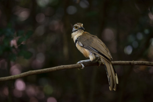 laughingthrush