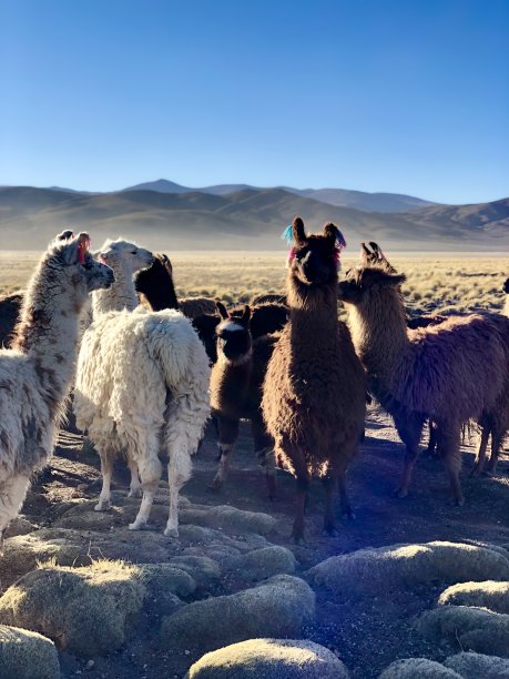 llama