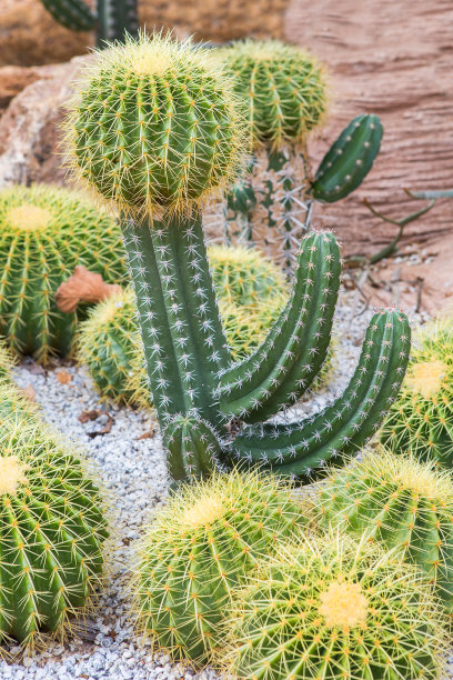 saguaro