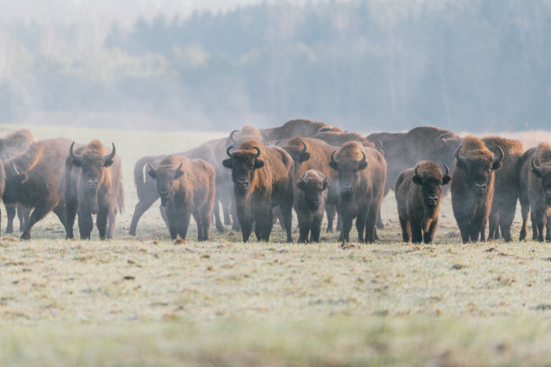 bison