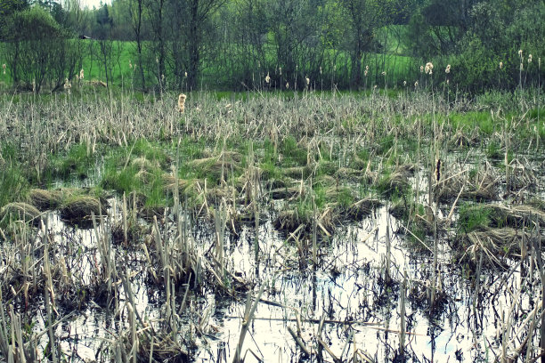 fen