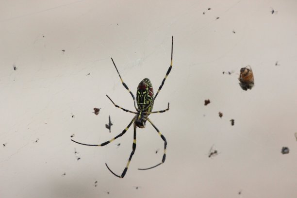 arachnid