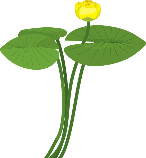 叶子,睡莲,植物学