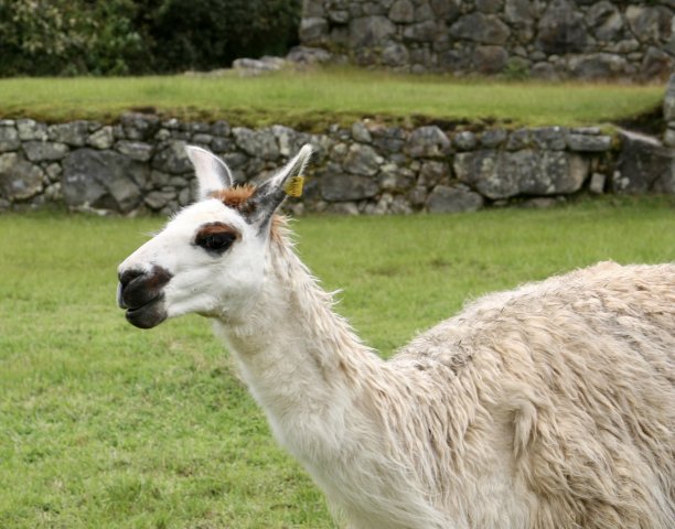 llama