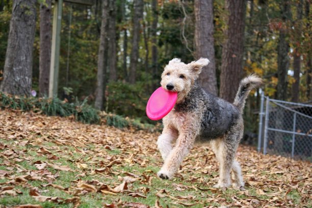 airedale