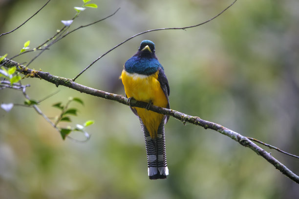 ornithology