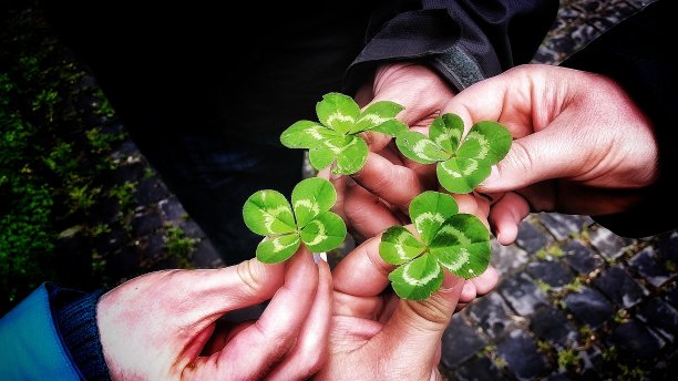 shamrock
