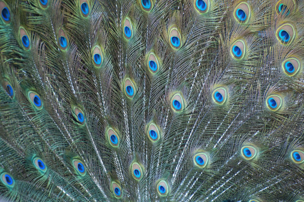 preen