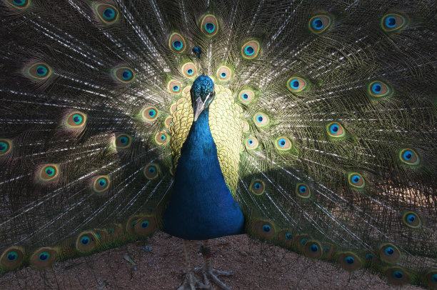 preen