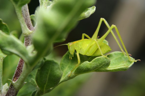 katydid
