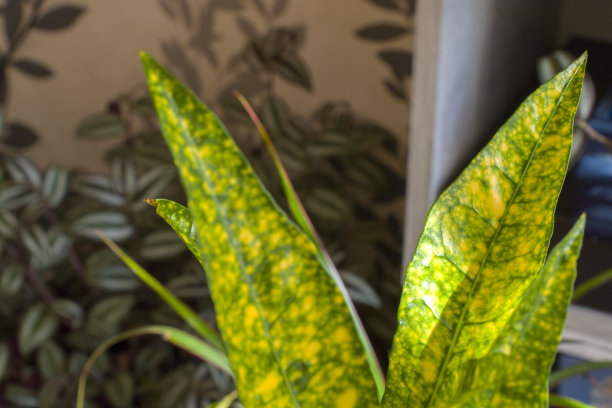 codiaeum
