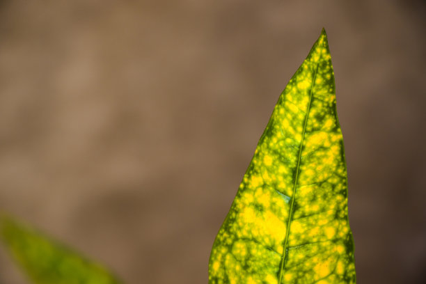 codiaeum
