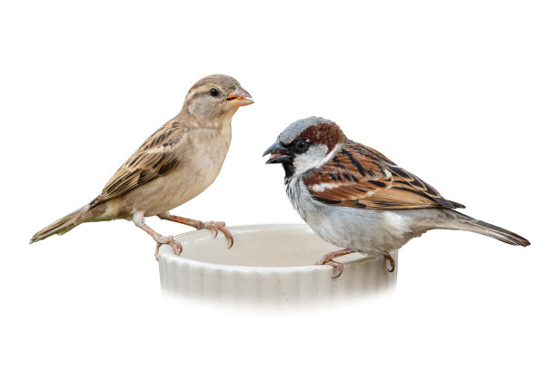 sparrow