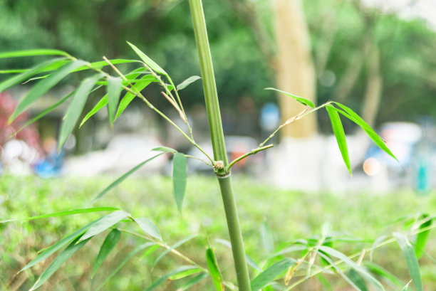 四季竹叶特写