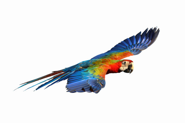 macaws