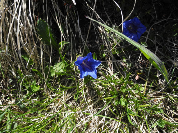gentian