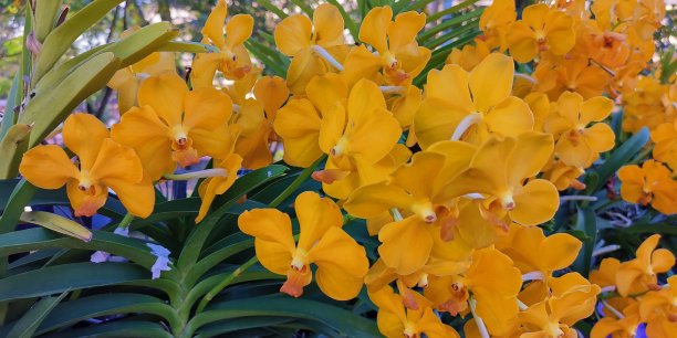 cymbidium