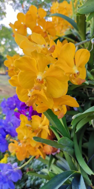 cymbidium