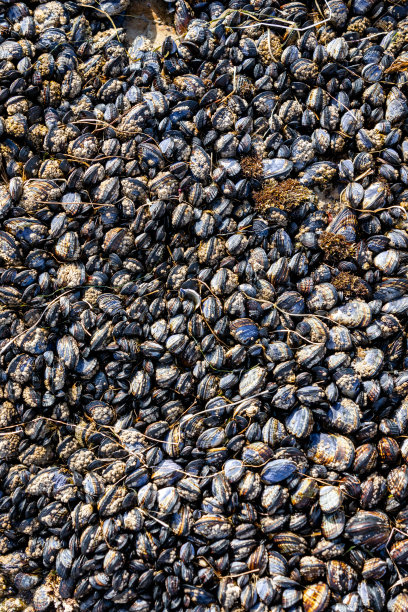 mussels