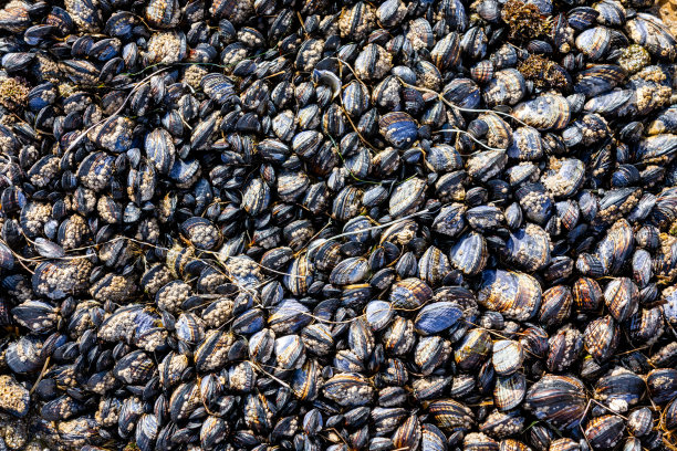 mussels