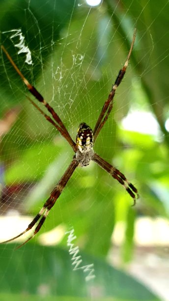 argiope