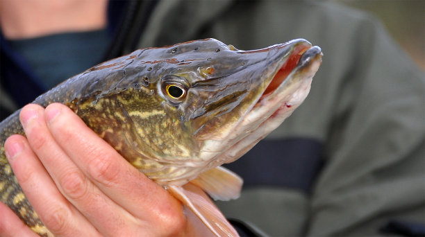 pike