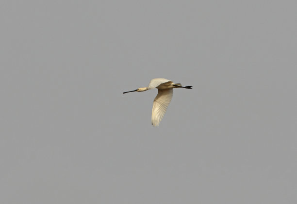spoonbill