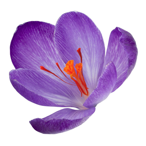 saffron