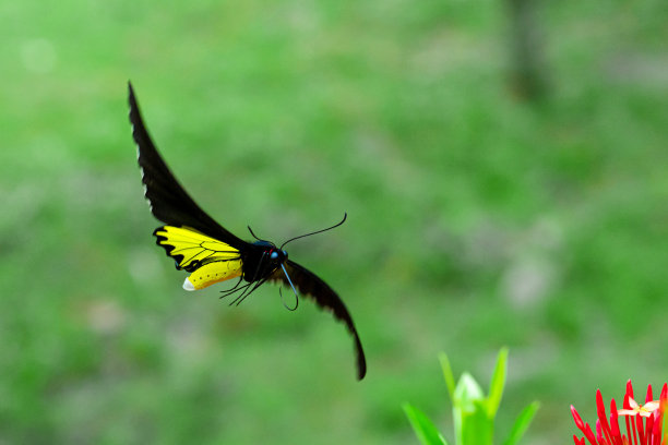 ornithoptera