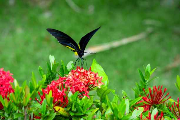 ornithoptera