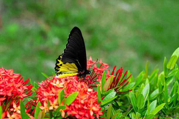 ornithoptera