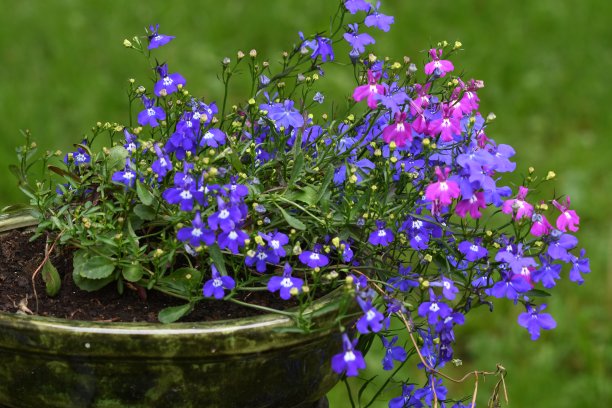 lobelia
