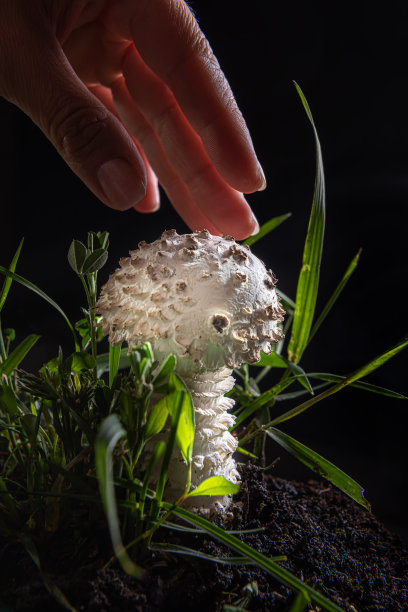 agaric