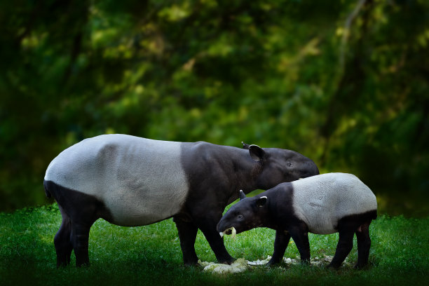 tapir