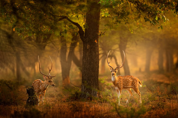 deer