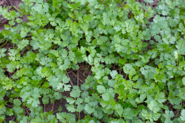 cilantro